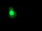 Regulator of G-protein signaling 5 antibody, TA503073, Origene, Immunofluorescence image 