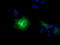 B7 antibody, TA501668, Origene, Immunofluorescence image 