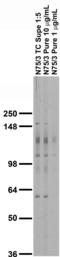 Metabotropic glutamate receptor 1 antibody, 73-115, Antibodies Incorporated, Western Blot image 