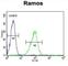 Huntingtin-interacting protein 1-related protein antibody, abx026087, Abbexa, Western Blot image 