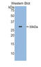 Peptidyl-prolyl cis-trans isomerase FKBP10 antibody, LS-C293950, Lifespan Biosciences, Western Blot image 