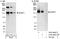 Histone-lysine N-methyltransferase EHMT1 antibody, A301-642A, Bethyl Labs, Western Blot image 