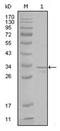 RAK antibody, AM06251SU-N, Origene, Western Blot image 