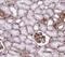 Spermatogenesis Associated Serine Rich 2 Like antibody, FNab08166, FineTest, Immunohistochemistry frozen image 