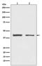 Heterogeneous Nuclear Ribonucleoprotein C (C1/C2) antibody, M02726, Boster Biological Technology, Western Blot image 