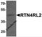 Reticulon 4 Receptor Like 2 antibody, 7145, ProSci Inc, Western Blot image 