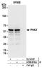 Phosphorylated adapter RNA export protein antibody, A303-916A, Bethyl Labs, Immunoprecipitation image 