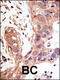 SUMO Specific Peptidase 1 antibody, 56-338, ProSci, Immunohistochemistry paraffin image 