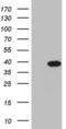 Pyrophosphatase (Inorganic) 2 antibody, MA5-26973, Invitrogen Antibodies, Western Blot image 