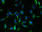 MAS1 Proto-Oncogene, G Protein-Coupled Receptor antibody, A50366-100, Epigentek, Immunofluorescence image 