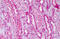Pre-B-cell leukemia transcription factor 3 antibody, MBS245763, MyBioSource, Immunohistochemistry frozen image 