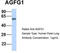 ArfGAP With FG Repeats 1 antibody, TA345877, Origene, Western Blot image 