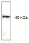 hPD-1 antibody, AM33411PU-N, Origene, Western Blot image 