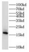 Ribosomal Protein L32 antibody, FNab07433, FineTest, Western Blot image 