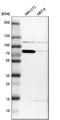 PDIA4 antibody, HPA006139, Atlas Antibodies, Western Blot image 
