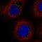 Family With Sequence Similarity 98 Member A antibody, HPA036250, Atlas Antibodies, Immunofluorescence image 