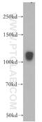 RAB11 Binding And LisH Domain, Coiled-Coil And HEAT Repeat Containing antibody, 18993-1-AP, Proteintech Group, Western Blot image 