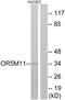Olfactory Receptor Family 5 Subfamily M Member 11 antibody, PA5-38121, Invitrogen Antibodies, Western Blot image 