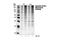 Ubiquitin-40S ribosomal protein S27a antibody, 3936S, Cell Signaling Technology, Western Blot image 