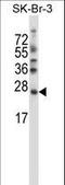 Stromal Cell Derived Factor 2 Like 1 antibody, LS-C168913, Lifespan Biosciences, Western Blot image 