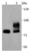 Signal Transducer And Activator Of Transcription 1 antibody, NBP2-67409, Novus Biologicals, Western Blot image 