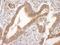 BH3 Interacting Domain Death Agonist antibody, A300-167A, Bethyl Labs, Immunohistochemistry frozen image 