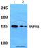 RAPH1 antibody, A06130, Boster Biological Technology, Western Blot image 