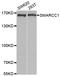 SWI/SNF Related, Matrix Associated, Actin Dependent Regulator Of Chromatin Subfamily C Member 1 antibody, LS-C335636, Lifespan Biosciences, Western Blot image 