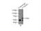 SMG9 Nonsense Mediated MRNA Decay Factor antibody, 24797-1-AP, Proteintech Group, Immunoprecipitation image 