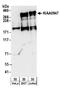 Interactor Of Little Elongation Complex ELL Subunit 1 antibody, A304-276A, Bethyl Labs, Western Blot image 