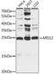 Protein MIS12 homolog antibody, A06832, Boster Biological Technology, Western Blot image 