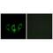 G Elongation Factor Mitochondrial 2 antibody, A11675, Boster Biological Technology, Immunofluorescence image 
