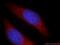 Leucyl-tRNA synthetase, cytoplasmic antibody, 21146-1-AP, Proteintech Group, Immunofluorescence image 