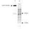 Phosphotyrosine antibody, R1176, Origene, Western Blot image 