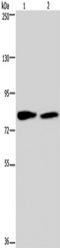 Taxilin Alpha antibody, TA350084, Origene, Western Blot image 