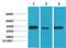TATA-Box Binding Protein antibody, GTX34253, GeneTex, Western Blot image 