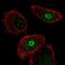 Solute Carrier Family 10 Member 7 antibody, NBP2-58231, Novus Biologicals, Immunofluorescence image 