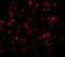 Insulin Receptor Substrate 1 antibody, 3521, ProSci Inc, Immunofluorescence image 