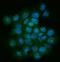 Telomeric Repeat Binding Factor 1 antibody, A02474-2, Boster Biological Technology, Immunofluorescence image 