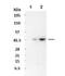 WASP Family Member 3 antibody, NBP1-54992, Novus Biologicals, Western Blot image 
