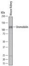 UMOD antibody, MA5-24374, Invitrogen Antibodies, Western Blot image 