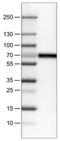 Beta-Ala-His dipeptidase antibody, NBP2-30972, Novus Biologicals, Western Blot image 