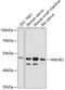 Neuromedin U Receptor 2 antibody, 14-640, ProSci, Western Blot image 