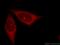 Rho GTPase Activating Protein 4 antibody, 16697-1-AP, Proteintech Group, Immunofluorescence image 
