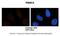 26S protease regulatory subunit 8 antibody, 28-816, ProSci, Immunohistochemistry paraffin image 