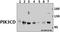 Phosphatidylinositol-4,5-bisphosphate 3-kinase catalytic subunit delta isoform antibody, A02269, Boster Biological Technology, Western Blot image 