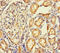 Protein IMPACT antibody, CSB-PA889191LA01HU, Cusabio, Immunohistochemistry frozen image 