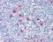 X-C Motif Chemokine Receptor 1 antibody, 48-130, ProSci, Immunohistochemistry frozen image 