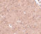 Ceramide Synthase 5 antibody, 4939, ProSci Inc, Immunohistochemistry paraffin image 