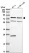 RNA polymerase II elongation factor ELL antibody, HPA046076, Atlas Antibodies, Western Blot image 
